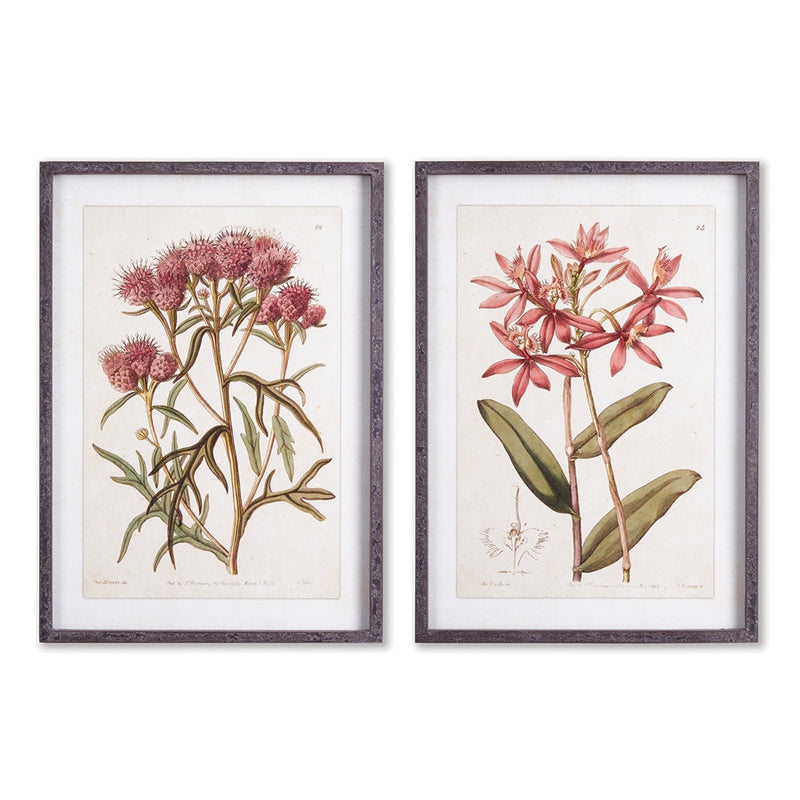 Napa Home Garden, PRETTY IN PINK VINTAGE PRINTS ,SET OF 2,nnh510