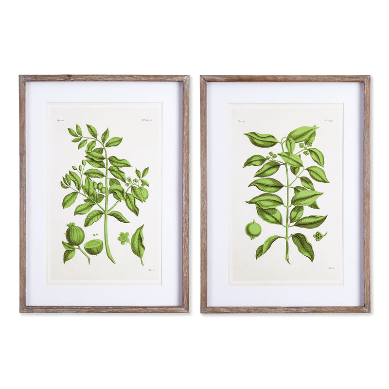 NAPA Home & Garden, GUAVA PRINTS, SET OF 2,NNH513