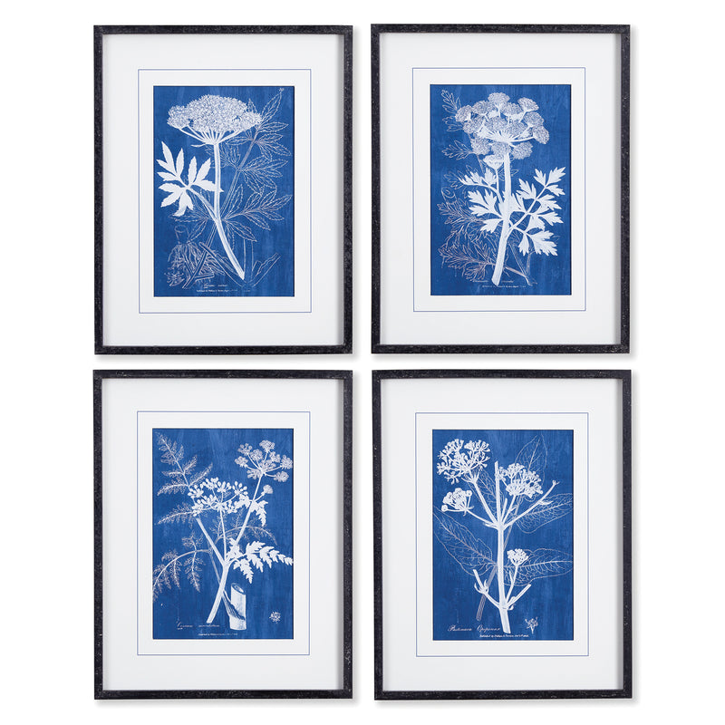 NAPA Home & Garden, CYANOTYPE QUEEN ANNES LACE PRINTS, SET OF 4,NNH520