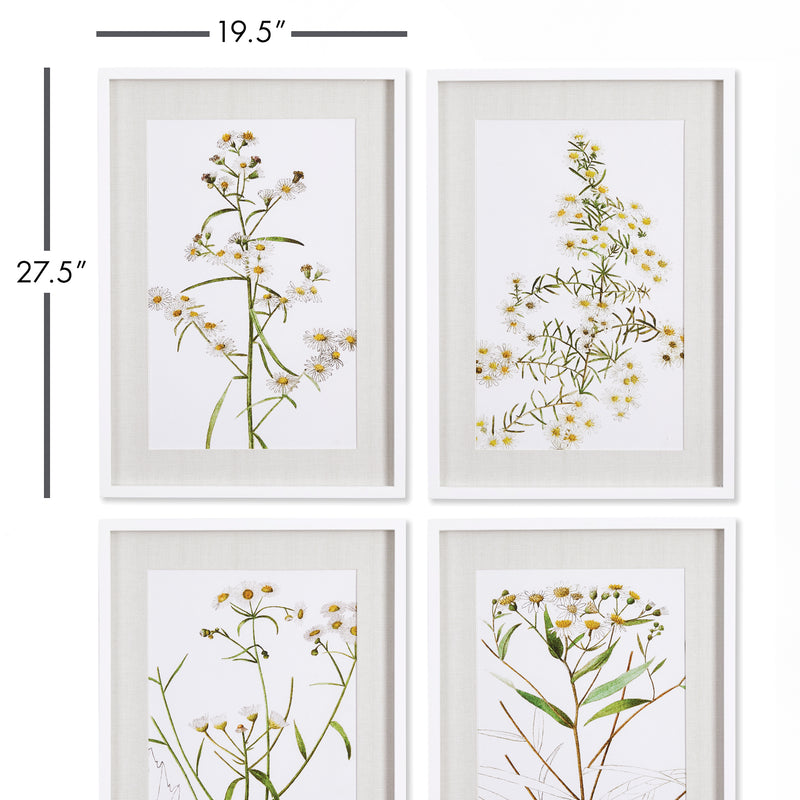 NAPA Home & Garden, DAISY PRINTS, SET OF 4,NNH522