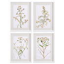 NAPA Home & Garden, DAISY PRINTS, SET OF 4,NNH522