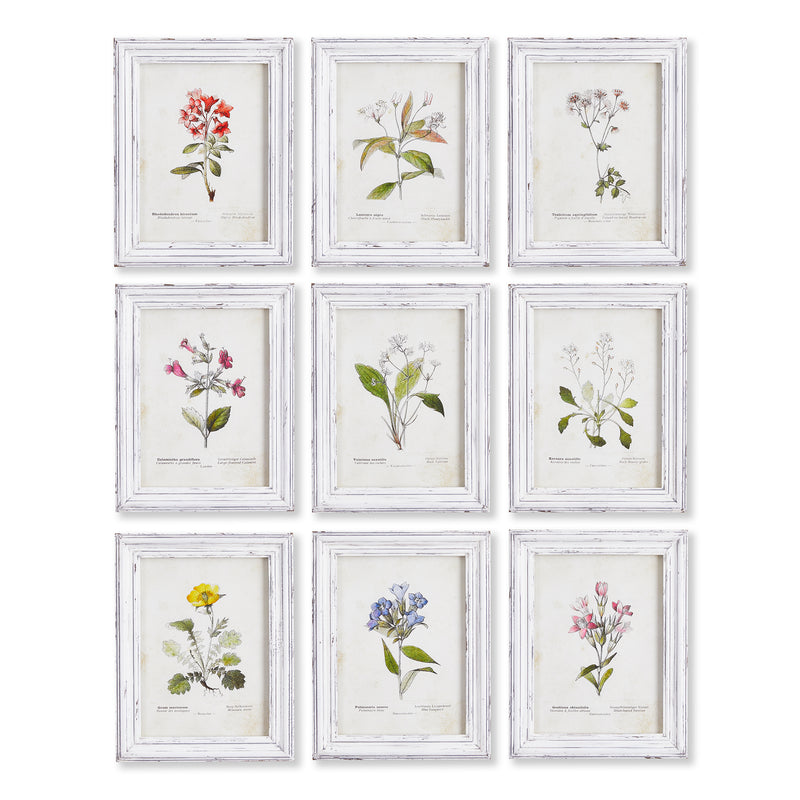 NAPA Home & Garden, GARDEN MEADOW STUDY, SET OF 9,NNH525