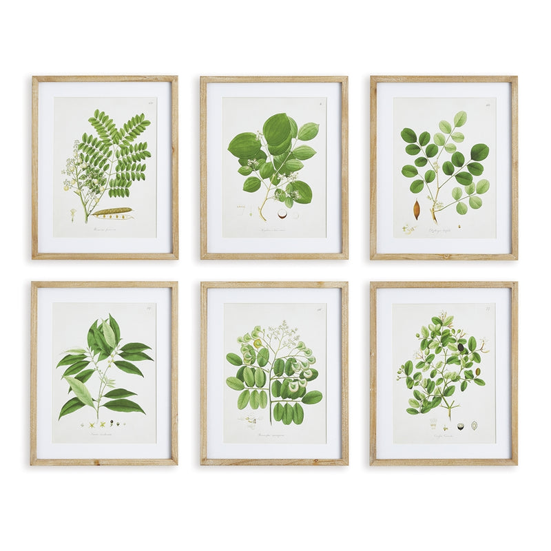 Napa Home Garden, TREE LEAF STUDY ,SET OF 6,nnh549