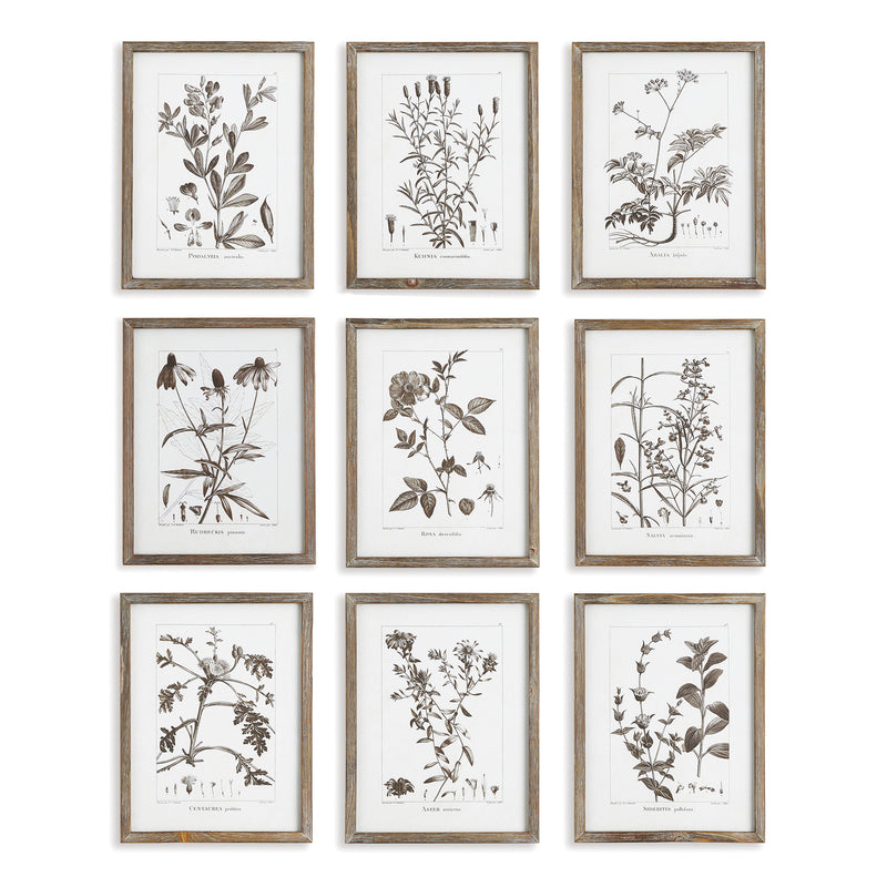 NAPA Home & Garden, RUSTIC FOLIAGE STUDY, SET OF 9,NNH550