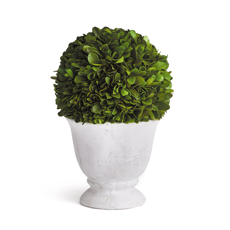 NAPA Home & Garden, BOXWOOD BALL TOPIARY IN POT SMALL,NPG406