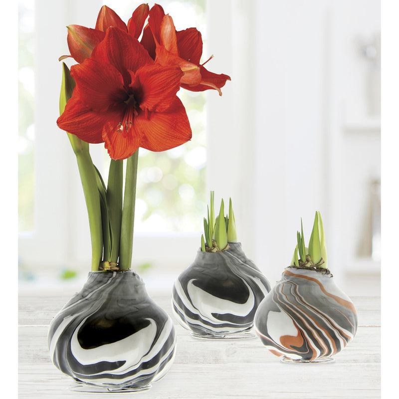 Jumbo Size No Water Wax Dipped Amaryllis Bulb,  Gray Wax/Red Flower, Rust Wax/Red Flower , 2 of Each,phf012