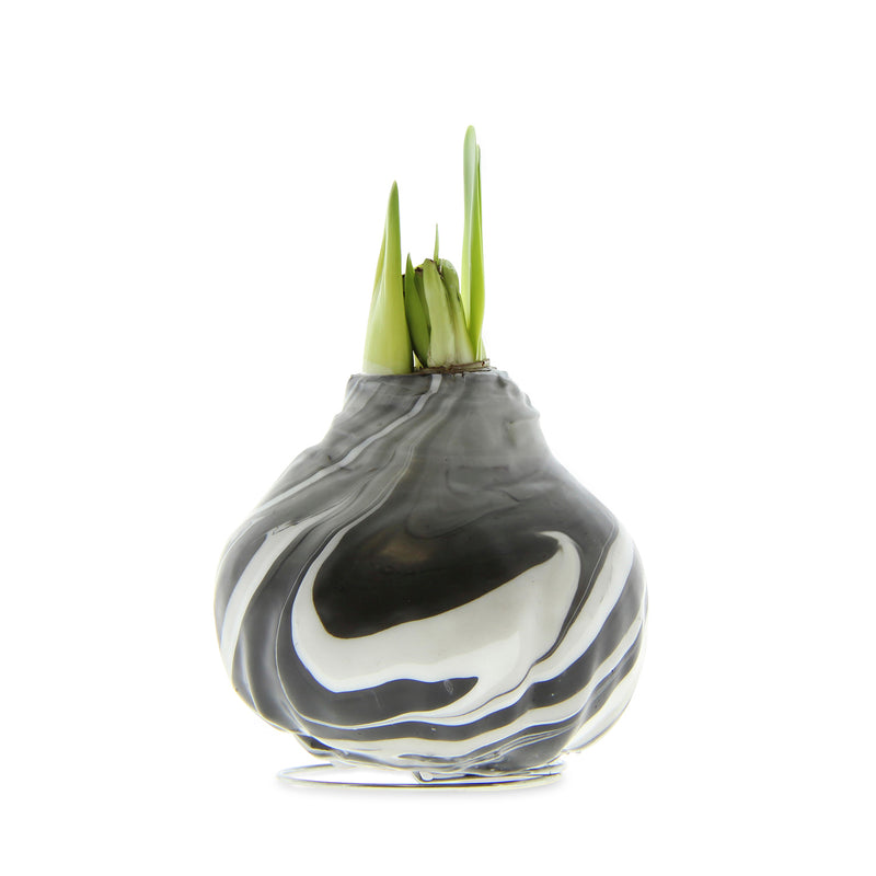 Jumbo Size No Water Wax Dipped Amaryllis Bulb,  Gray Wax/Red Flower, Rust Wax/Red Flower , 2 of Each,phf012