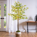 Indoor/Outdoor LED Ficus Tree 6'