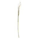NAPA Home & Garden, SCOTCH GRASS STEM 48",TP214