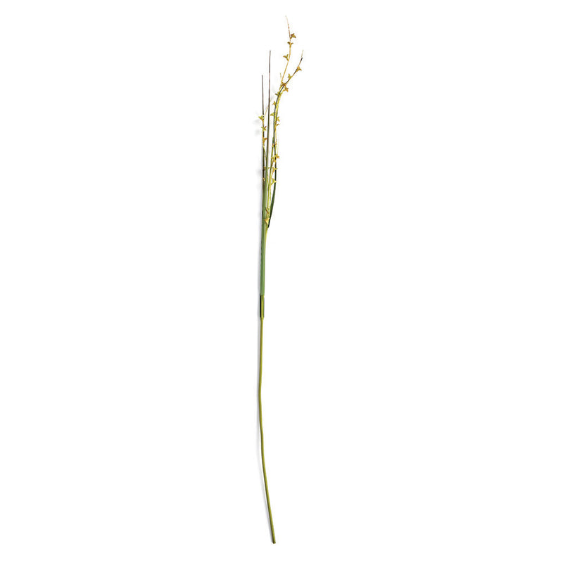 NAPA Home & Garden, SCOTCH GRASS STEM 48",TP214