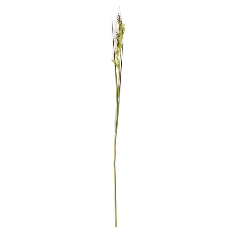 NAPA Home & Garden, RICE GRASS STEM 56",TP215