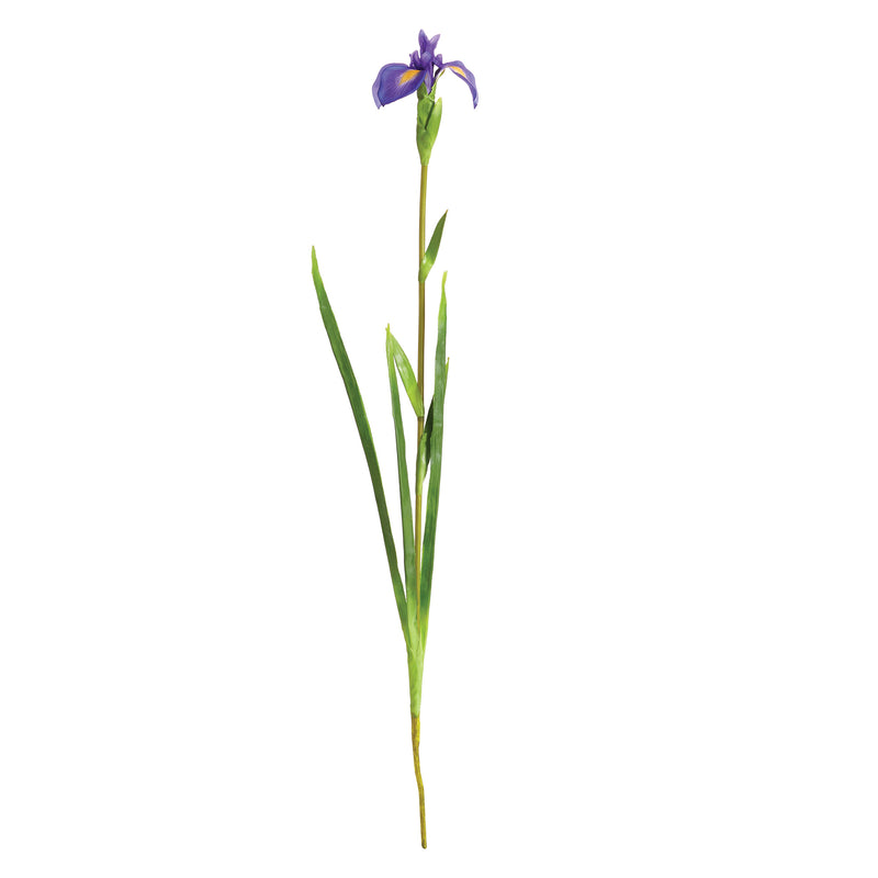 NAPA Home & Garden, DUTCH IRIS STEM 35",TP412PR