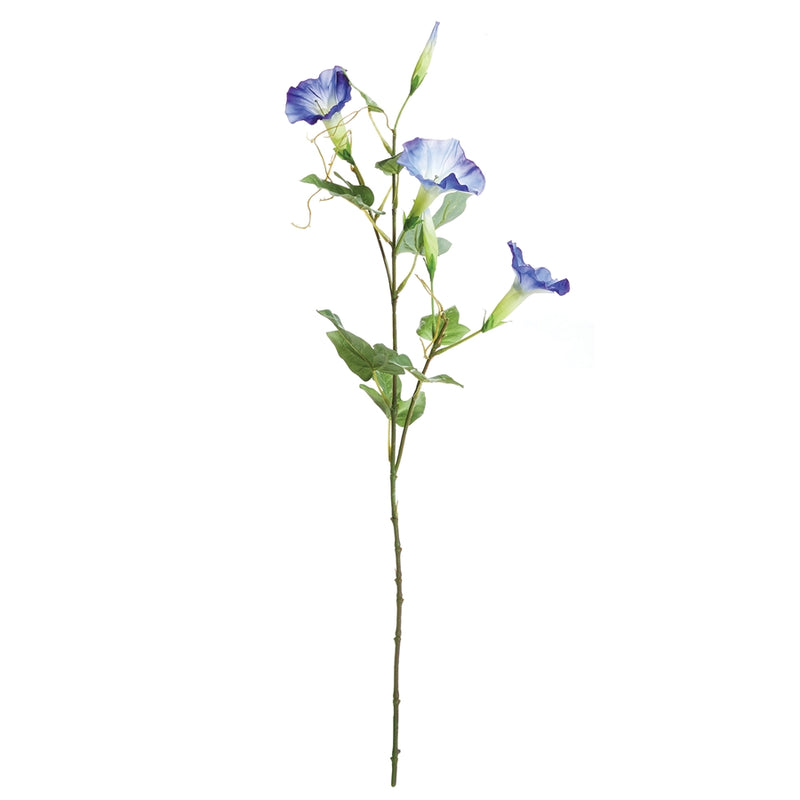 Napa Home Garden, MORNING GLORY STEM 24" BL,tp416bl