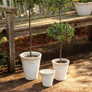 NAPA Home & Garden, WAKEFIELD HANDMADE FARNHAM LONG TOM POT