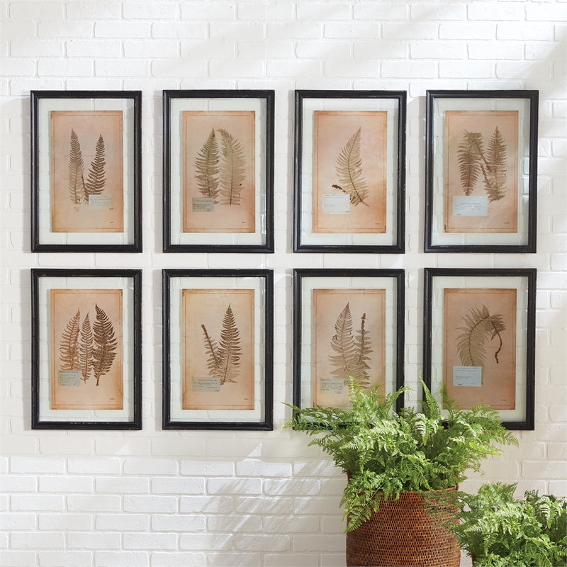 Napa Home Garden, FRAMED VINTAGE FERN PRINTS S/8,2270