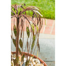 Weeping Willow Water Fall Fountain,47m3890