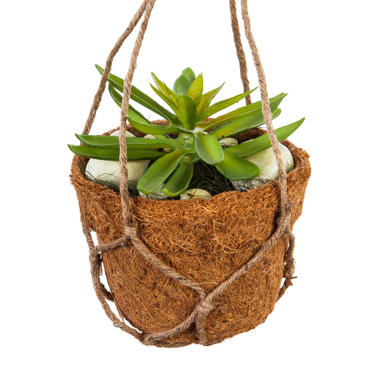 Succulent Arrangement in Coco Pot with Rope Hanger,4fl093