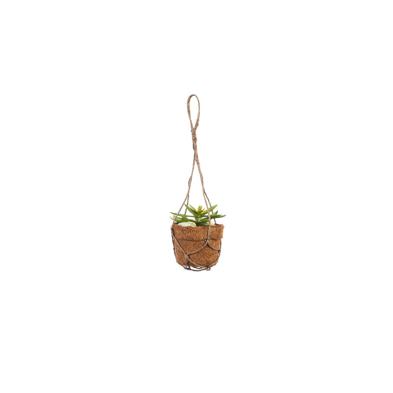 Succulent Arrangement in Coco Pot with Rope Hanger,4fl093