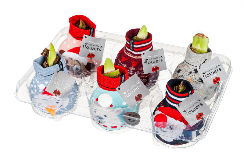 Waxed Christmas AmaryllisDog/Bear/Santa/Snowman/Nordic Grey/Nordic Red Total 6 Pieces,84g3694