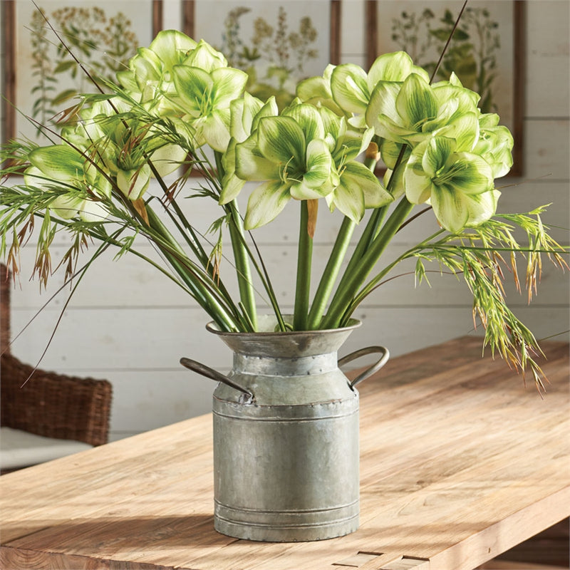 Napa Home Garden, AMARYLLIS 29.5" STEM GRN/WHT,cc200gr