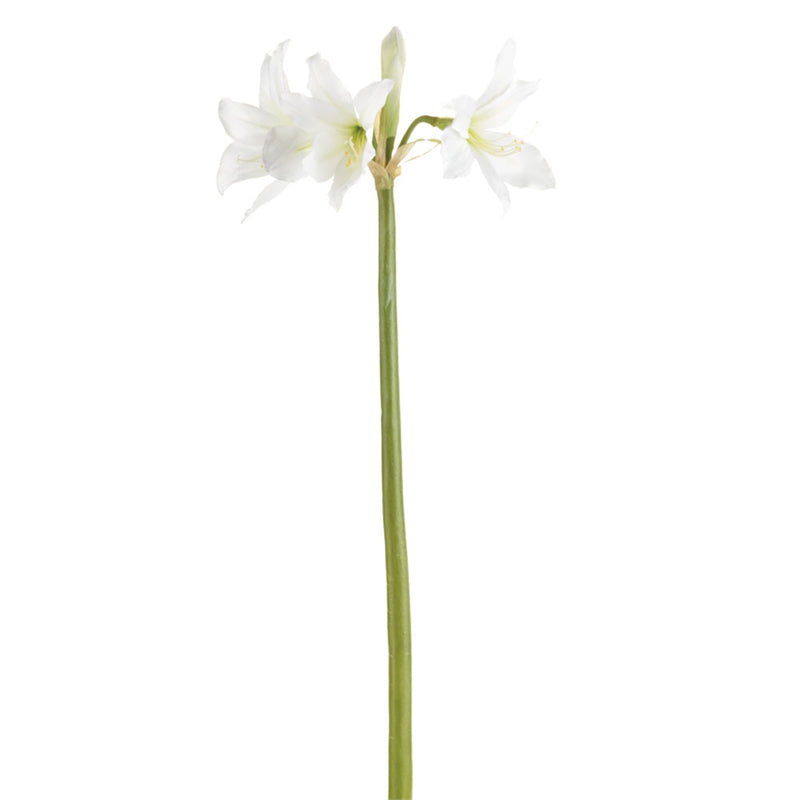 Napa Home Garden, TRUMPET AMARYLLIS 37.5" STEM WHT,cc203wh