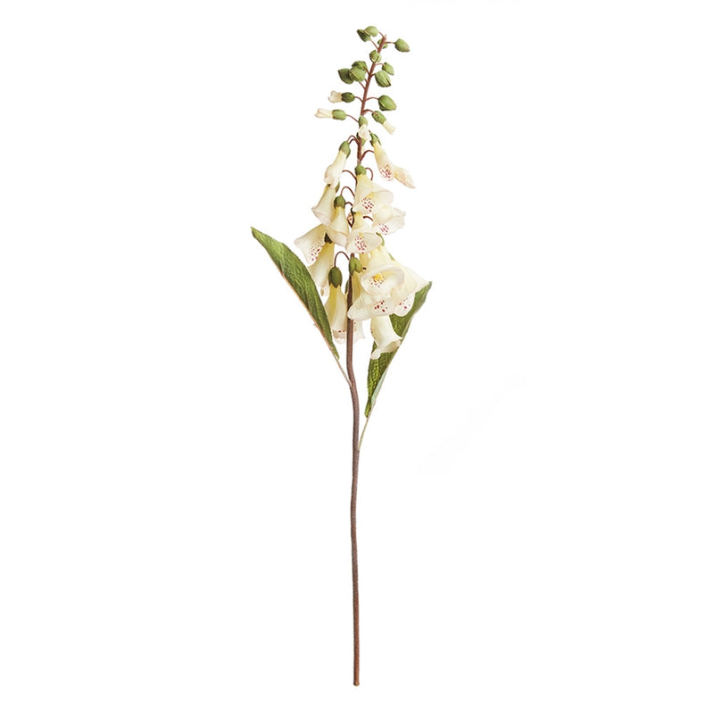 Napa Home Garden, FOX GLOVE 24" STEM CREAM,cc246cr