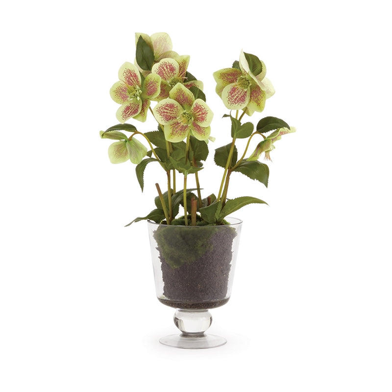 Napa Home Garden, HELLEBORES 16" ARRNGMNT IN URN GR,cc273gr