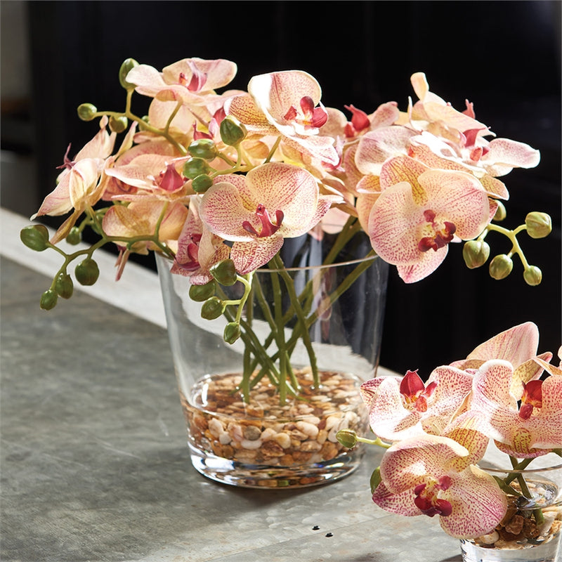 Napa Home Garden, PHALAENOPSIS 8.5" ARGMT IN VASE SS,cc275pk