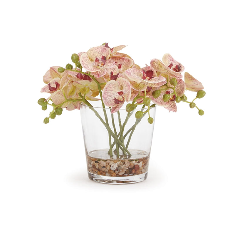 Napa Home Garden, PHALAENOPSIS 8.5" ARGMT IN VASE SS,cc275pk