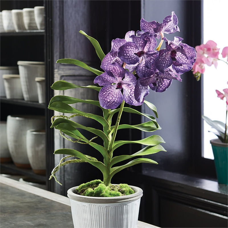 Napa Home Garden, VANDA DROP-IN 30" BLUE/VIOLET,cc281