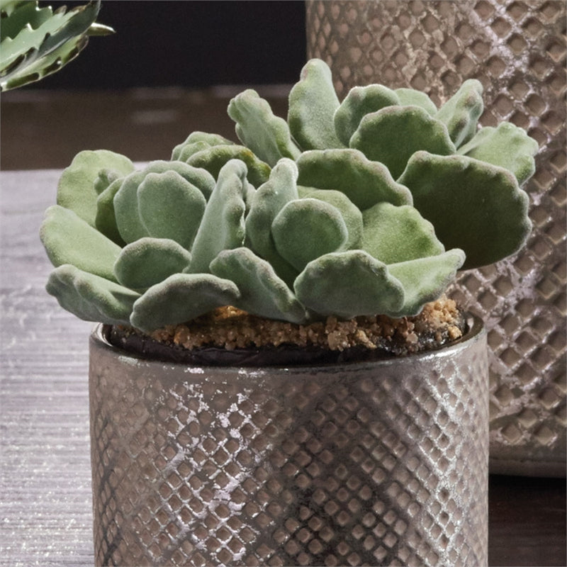 Napa Home Garden, CC 6.5'' SUCCULENT DROP IN,di1245