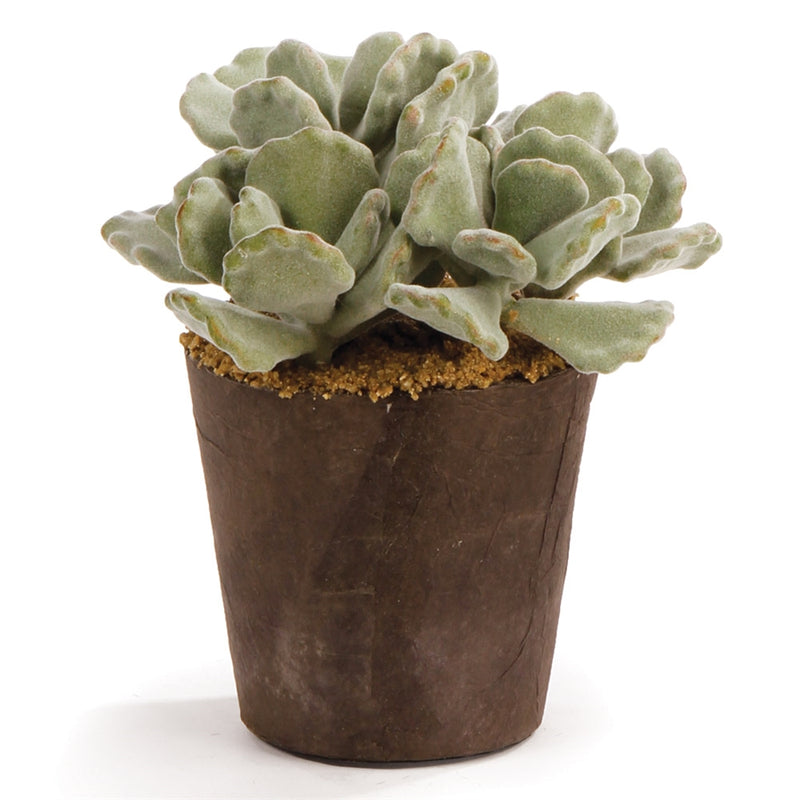 Napa Home Garden, CC 6.5'' SUCCULENT DROP IN,di1245