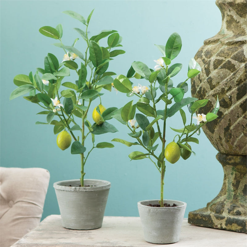 Napa Home & Garden 24" Lemon Topiary in Pot