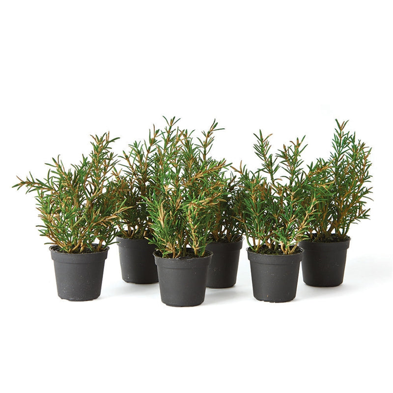 Napa Home Garden, ROSEMARY 6.5" DROP-IN S/6,gp207