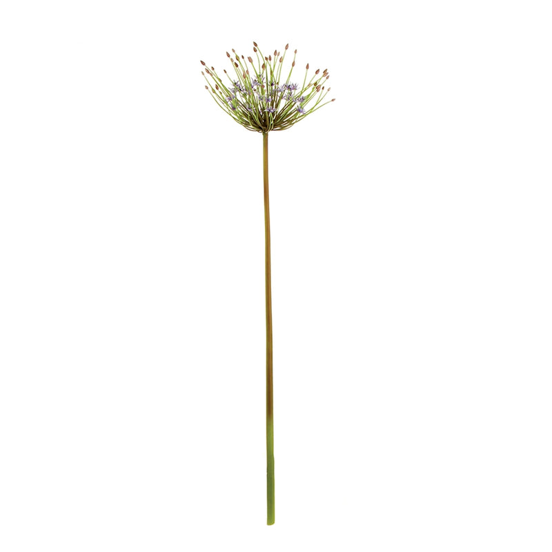 Napa Home Garden, STARBURST ALIUM STEM 44" BL/VIOLET,gp232pr