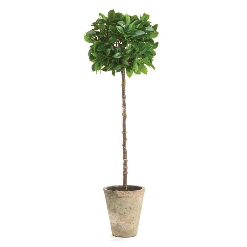 Napa Home & Garden Ficus Topiary 27" Potted