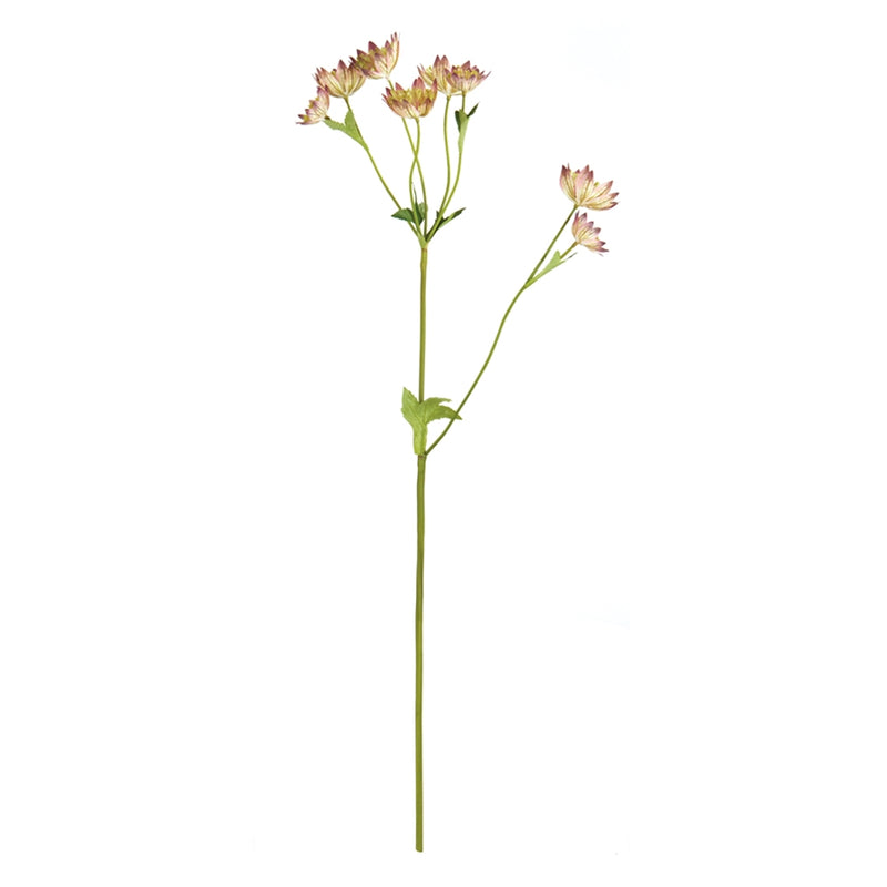 Napa Home Garden, ASTRANTIA 22" STEM PINK,k169p