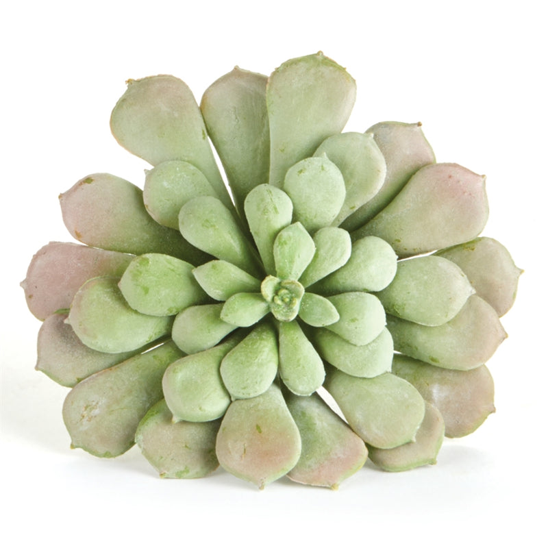 Napa Home Garden,  AEONIUM 6" SAGE,k203sg