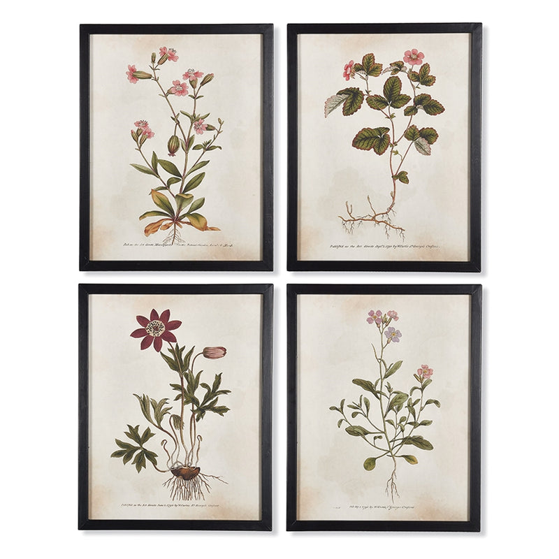 Napa Home Garden, WILDFLOWER ILLUSTRATIONS ,SET OF 4,na210