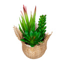 Coffee Cup and Succulent  Gift Set, 8 OZ,