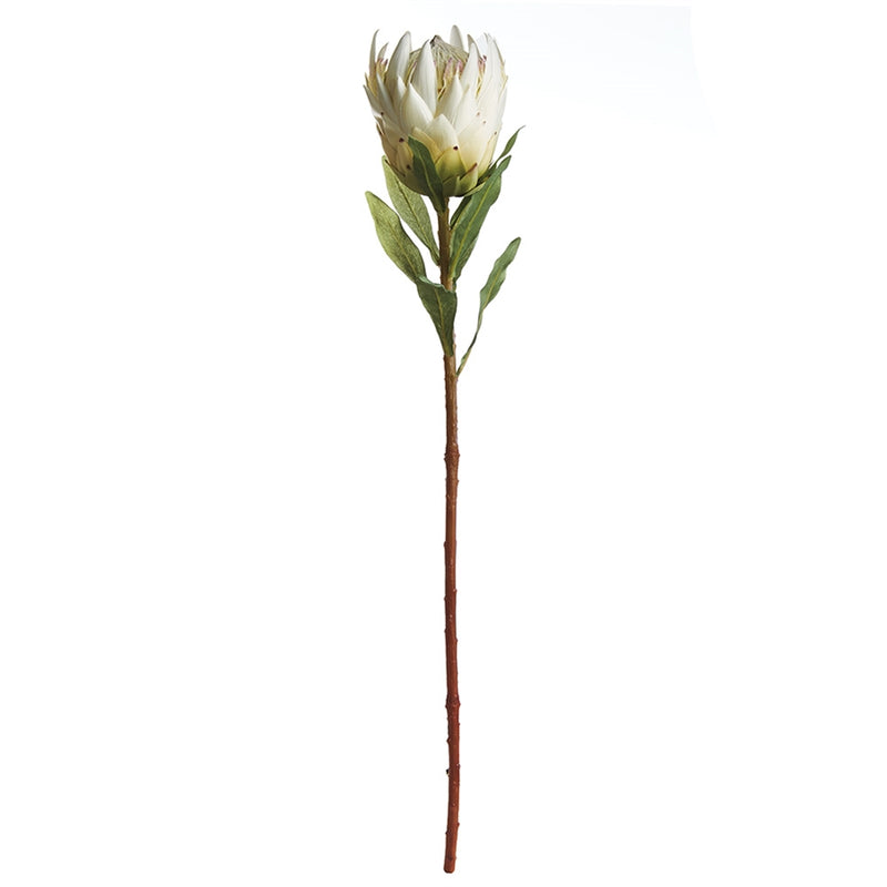 Napa Home Garden, KING PROTEA 33" STEM WHITE,tp228wh