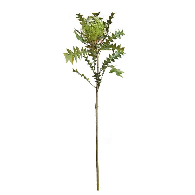 Napa Home Garden, BANKSIA PROTEA 27" STEM GREEN,tp229