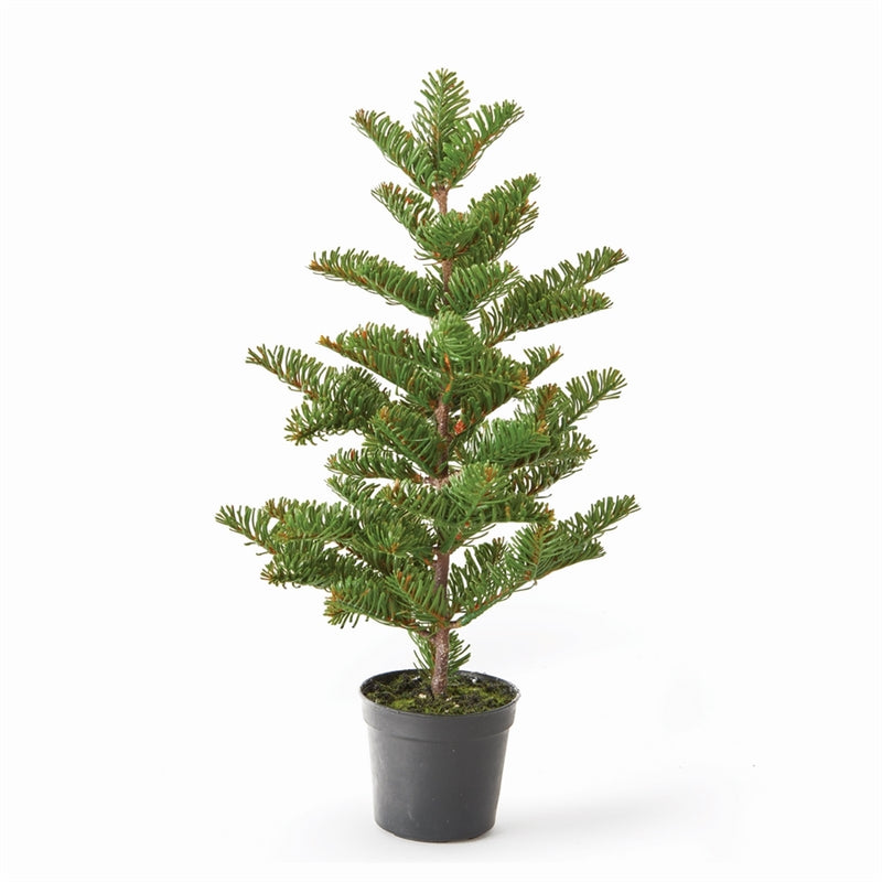 Napa Home Garden, X NOBLE FIR 16.5"H SAPLING,z4184gr